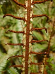 Blechnum discolor. Pinnae at the centre of a fertile frond, with fertile apices and sterile basal flanges.
 Image: L.R. Perrie © Te Papa CC BY-NC 3.0 NZ